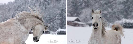 Burhan Arabians - Aqir al Burhani