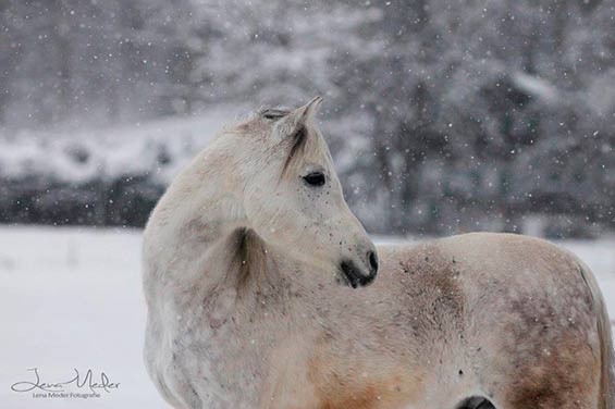 Burhan Arabians - Aqir al Burhani