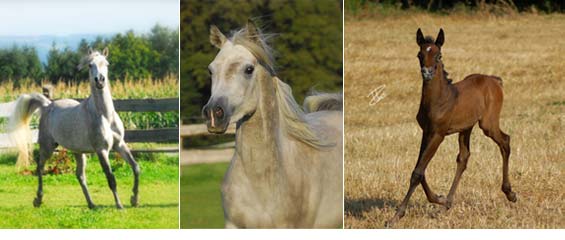 Burhan Arabians - Aqir al Burhani