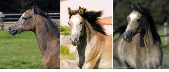 Burhan Arabians - Halima al Burhani